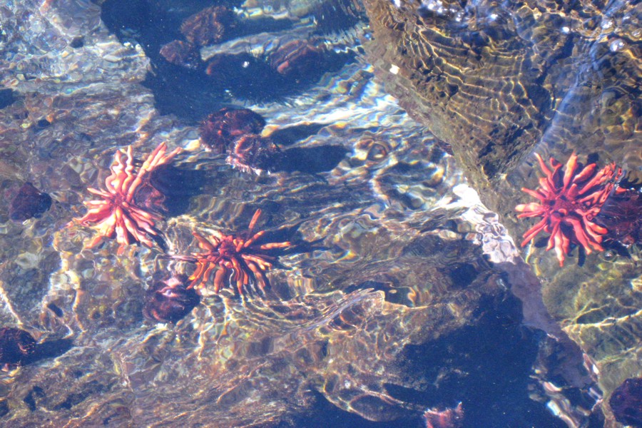 ../image/sealife at honokohau bay 1.jpg